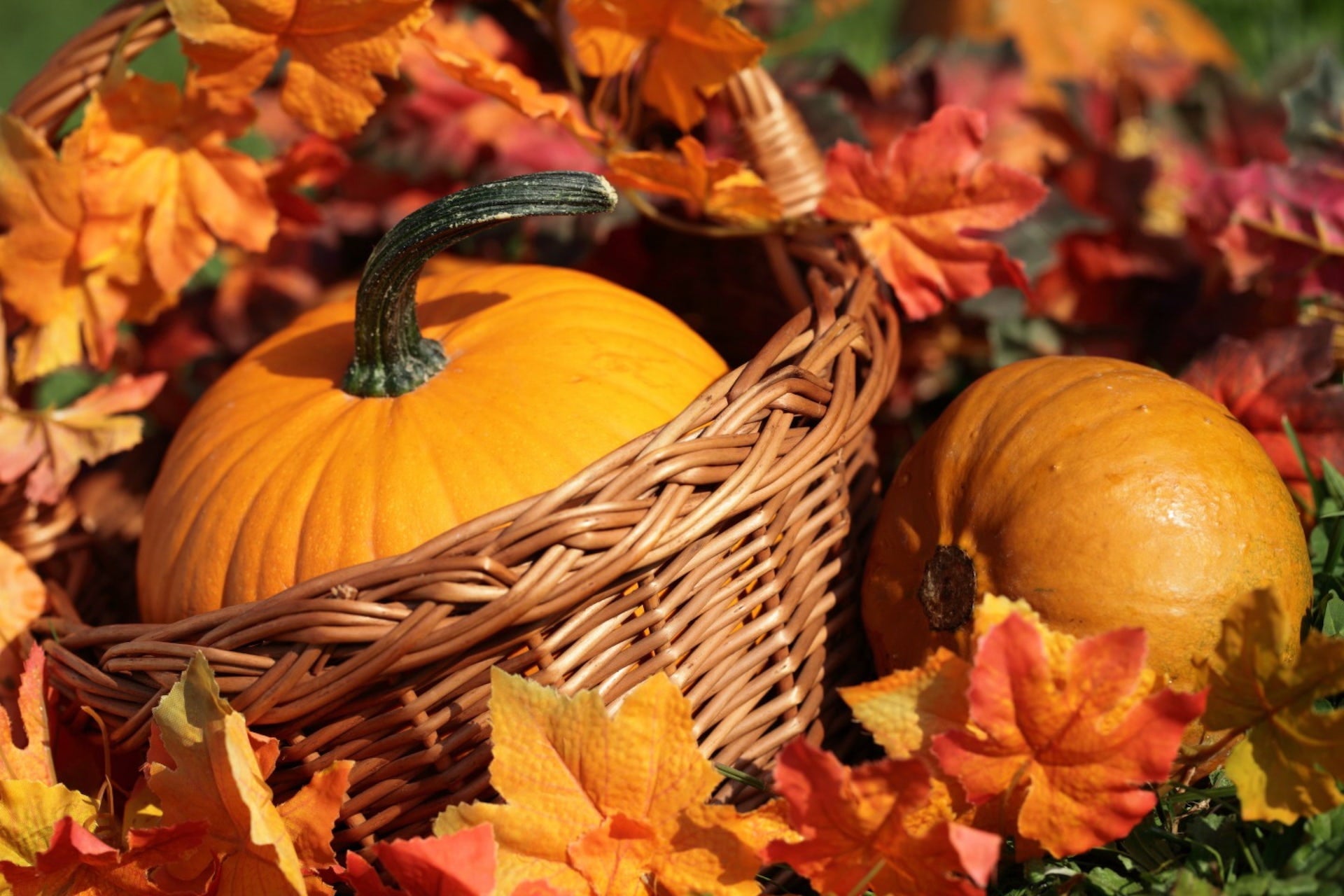 The Golden Elixir: Skin Benefits of Pumpkin Oil