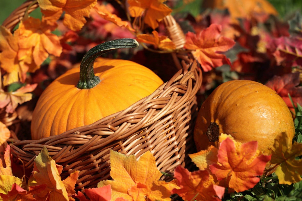 The Golden Elixir: Skin Benefits of Pumpkin Oil
